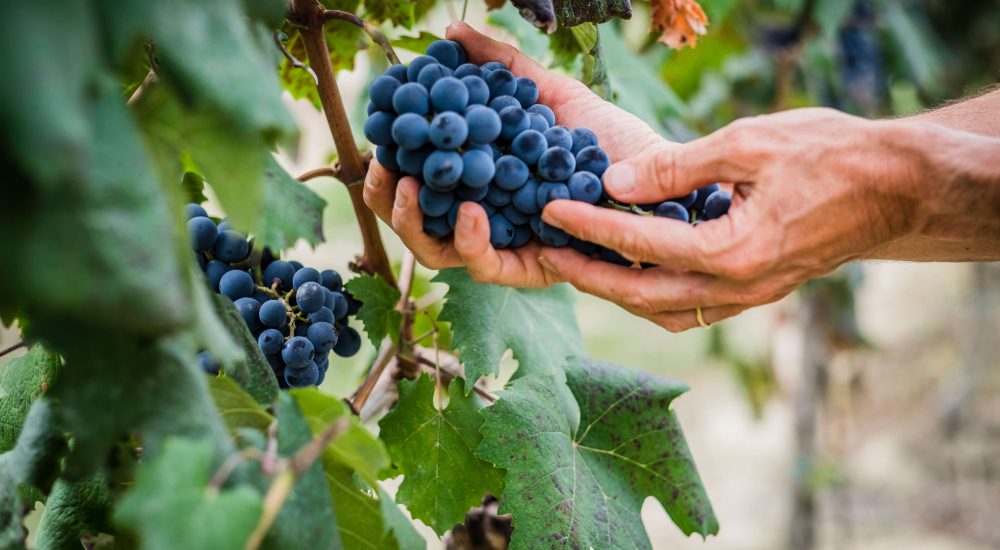 Niobe_evento_vigne_di_toscana_degustazione